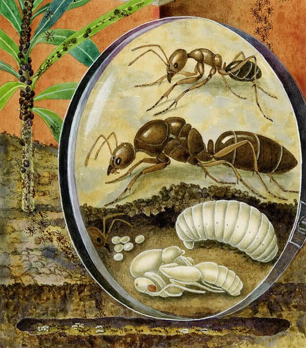 ciclo de vida de la hormiga argentina en iagenes