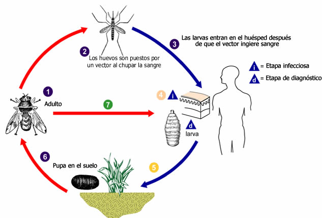 ciclo de vida larva miosis
