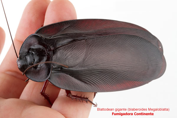 Cucaracha gigante de 10 cm