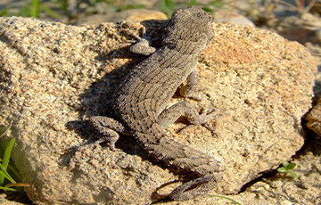 Lagartijas o lagartos, Gecko de Kotschy