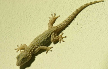Lagartijas o lagartos Moorish-Gecko-pared