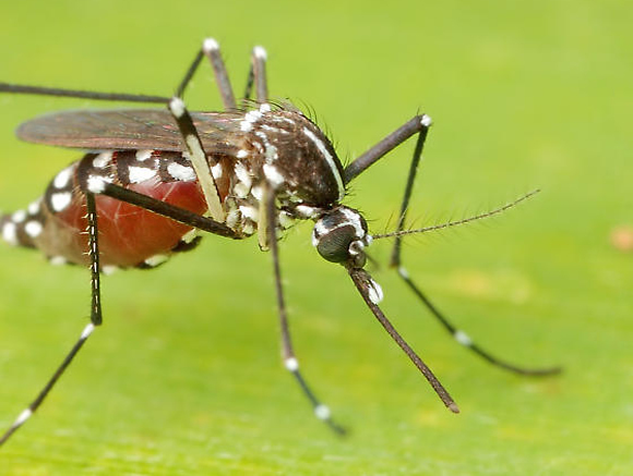 Mosquito Mortal Picadura