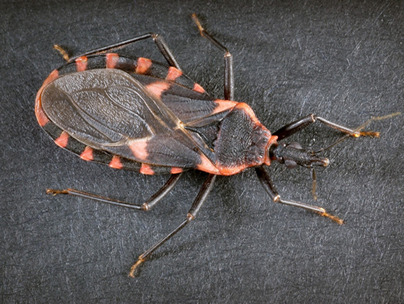 Vinchuca contagia el Chagas