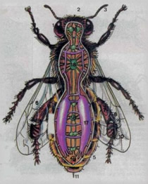 abeja-anatomia-fumigacion