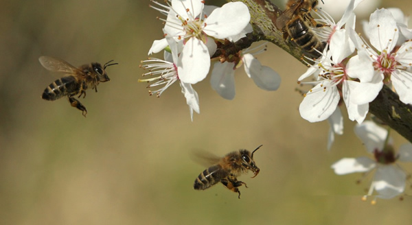 Prevenciion de enfermedades en cerezos con abejas