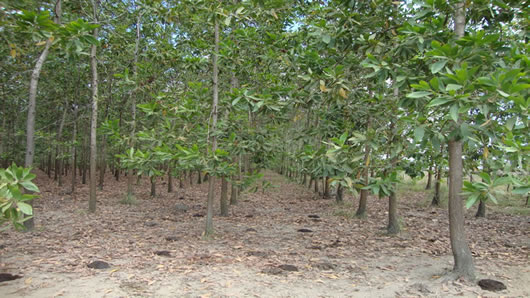 plantacion-acacia-mangium