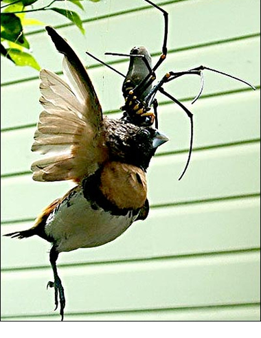 Arañas gigantes devoran pájaros en los árboles