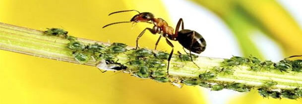 ¿Son las hormigas la respuesta al secuestro de CO2?