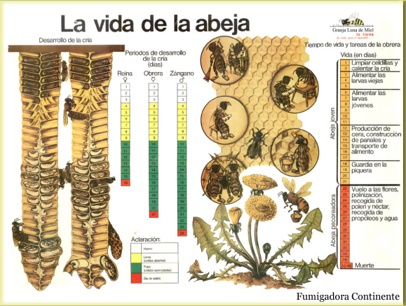 abeja-alfalfa-fumigacion