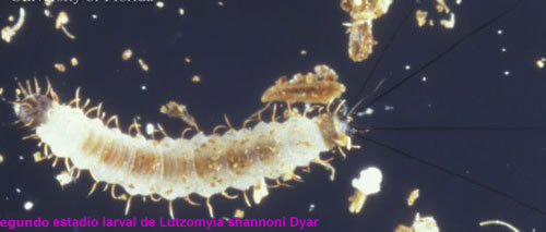 Mosca de la Arena, larva mosca arena