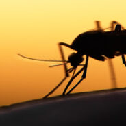 La población de mosquitos crece no solo en EEUU, sino mundialmente