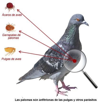 fumigacion parasitos palomas