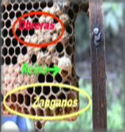 zangano-abeja-reina