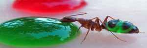 hormigas comen y cambian de color