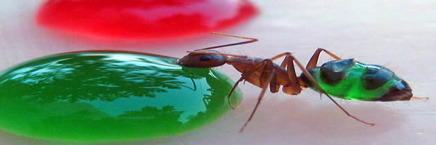 Degustación del arco iris: Las hormigas cuyos abdómenes multicolor muestran exactamente lo que han estado comiendo