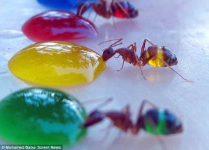 hormigas cambian de color