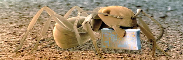 hormigas defienden y trabajan para su reina