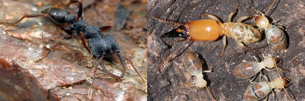 Descubren 6 especies de una misteriosa hormiga ¨Drácula¨