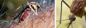 Control de Aedes Aegipty y Dengue