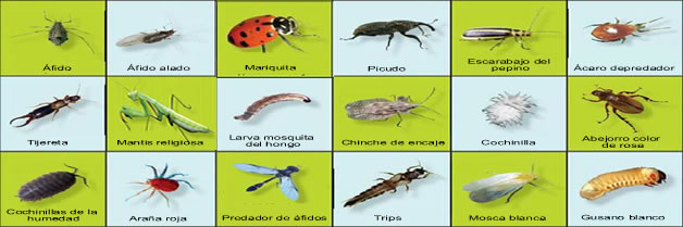 Insectos perjudiciales y beneficiosos