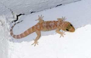 El gecko turco (scient. Turcicus Hemidactylus)