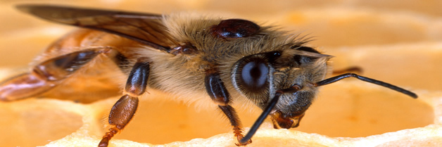 Las abejas enfermas recurren al botiquín de la naturaleza, se pueden curar