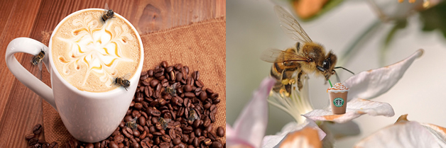 Las abejas no pueden resistir el néctar con cafeína