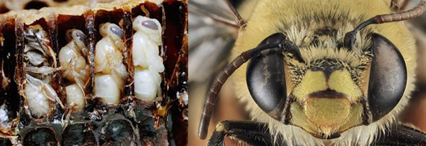 Revelan historia evolutiva de las abejas