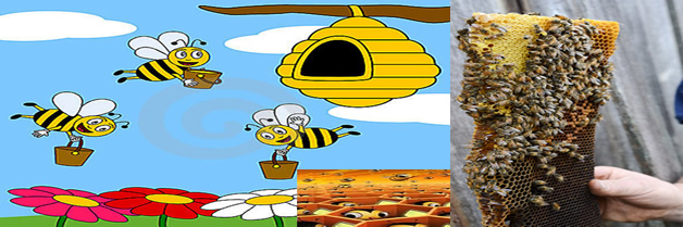 abejas-miel. cultivo abejas
