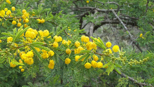 Acacia baileyana - Acacia chrysophilla - Acacia karroo