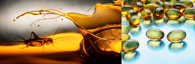Los insectos son una fuente importante de ácidos grasos omega-3, el aceite de insecto es una posible nueva fuente de los ácidos grasos