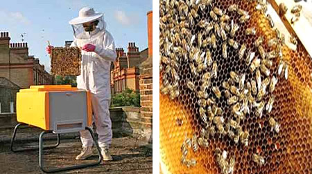 Ayudemos a las abejas. Está reduciendo mundialmente el numero de abejas