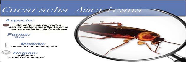 cucaracha americana, control cucaracha americana