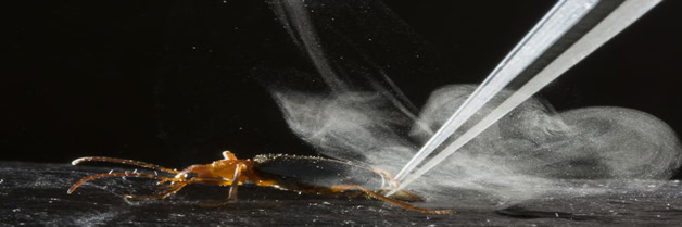 Un escarabajo que produce un impactante spray defensivo
