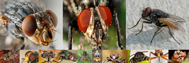 Las verdaderas moscas Diptera, Moscas Diptera Especies