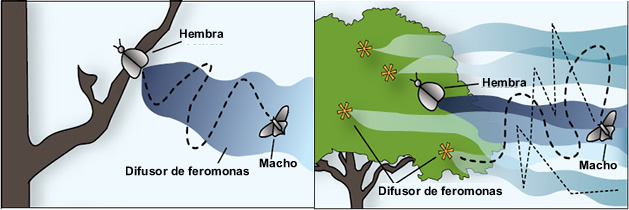 Resultado de imagen para tipos de feromonas en insectos