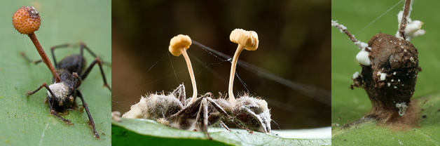 Hormigas mueren como zombis por un hongo, el hongo crece en el cuerpo de la hormiga y la cabeza