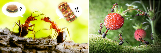 Secretos de las antenas en las hormigas