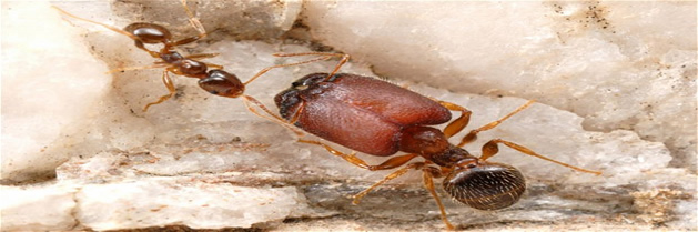 Las hormigas cabezonas crecen mas grandes cuando se enfrentan a feroces competidores, pelean hasta vencer