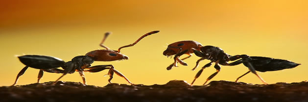Las hormigas responden a la información social en reposo, no sobre la marcha.