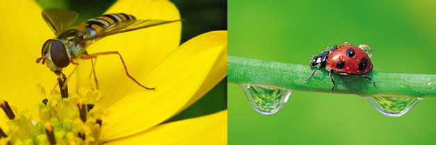 Los 5 mejores Insectos para su césped y jardín. Estos insectos que parecen avispas son grandes depredadores