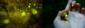 ¿Qué hace que las luciérnagas brillen?. Bichitos de luz