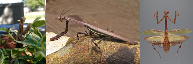 Científicos descubren re-evolución en mantis religiosas, un camuflaje disruptivo en cuernos.