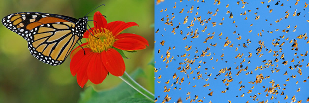 La mariposa monarca descubren algunos secretos, migran en EEUU