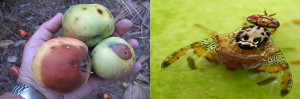 mosca-mediterranea-manzana