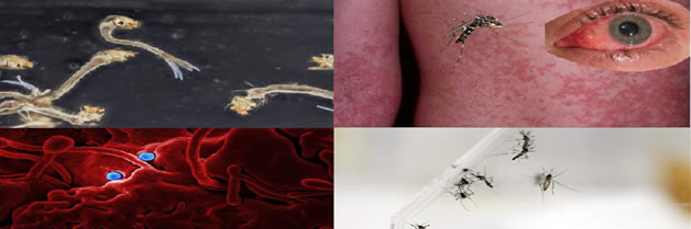 Para Usted cual es la criatura mas peligrosa de la Tierra?, el mosquito. Filariasis