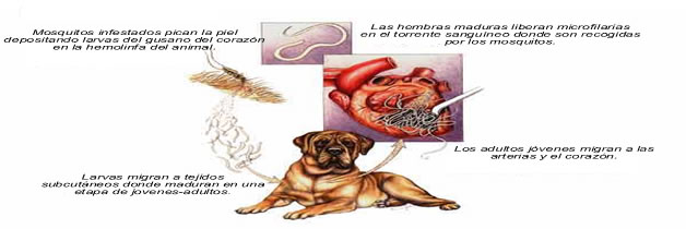 enfermedad gusano corazon perros