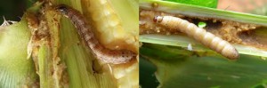 Oruga engaña a la planta de maíz, contra patogenos
