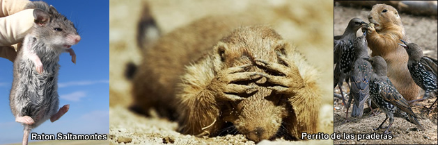 Ratones carnívoros matan a perros de las praderas, con una peste