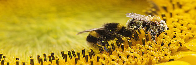 Cóctel de múltiples presiones se combinan para amenazar insectos polinizadores del mundo, abejas-polinizadoras-cultivos